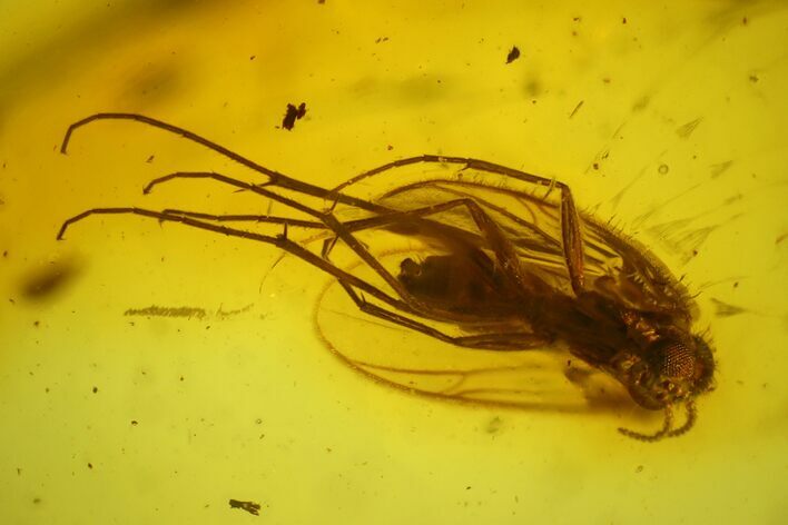 Detailed Fossil Fungus Gnat (Sciaridae) In Baltic Amber #197742